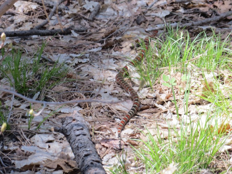 It is NOT a Coral Snake. It is a Sonoran Mountain Kingsnake
